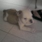 duque